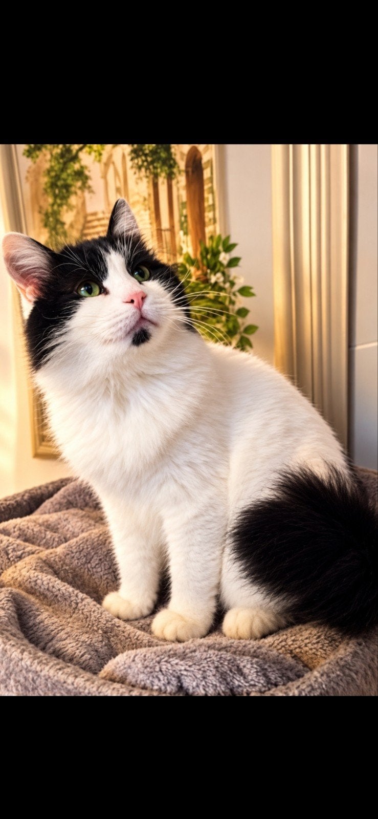 Echt aanhankelijk Finny 2,6 jaar zoek GOUDEN MANDJE, Dieren en Toebehoren, Kater