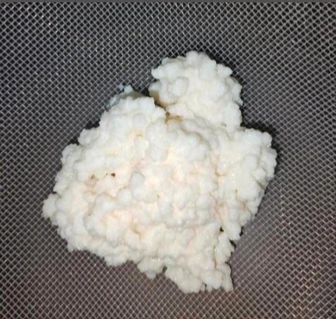 Verse melk kefirkorrels, Diversen, Levensmiddelen, Ophalen