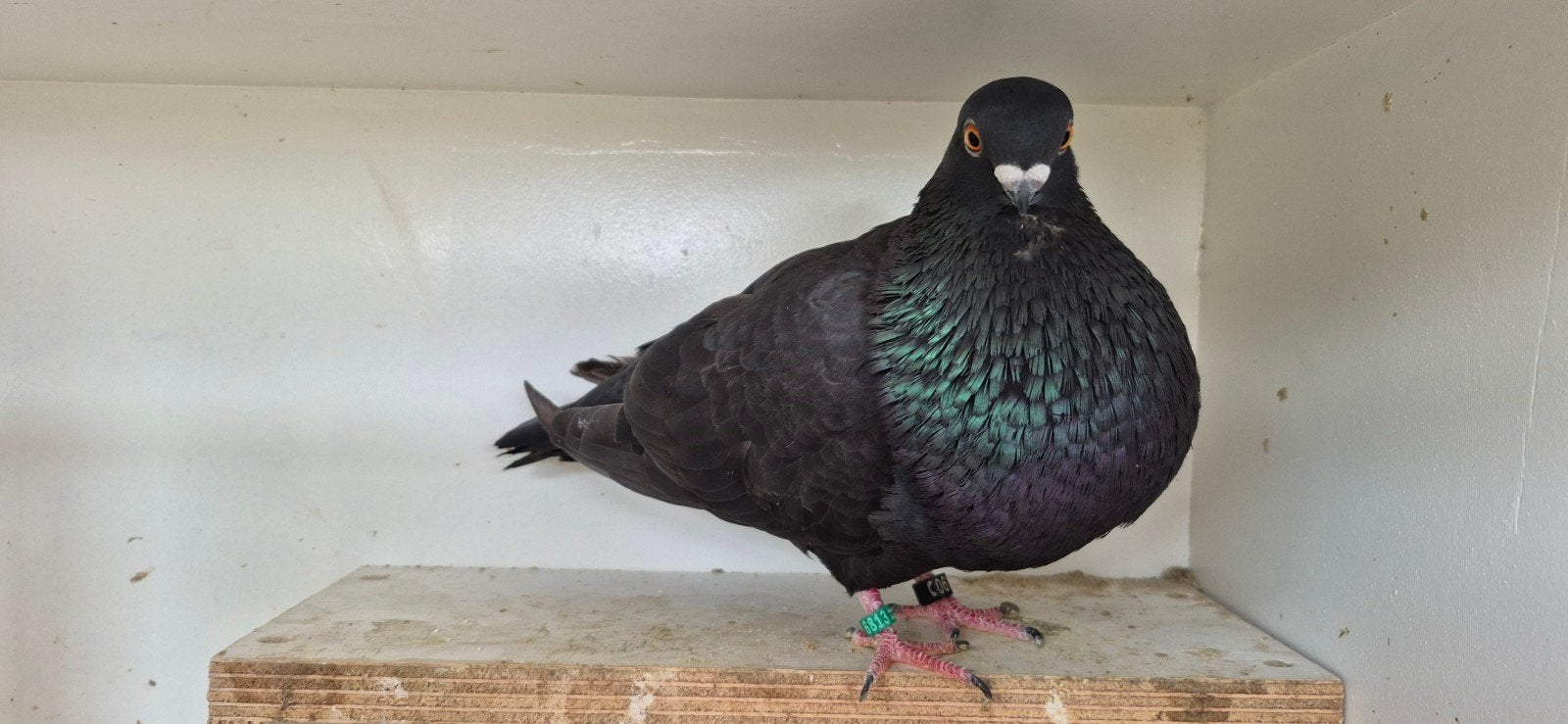 Spaanse Kroppers, Meerdere dieren, Overige soorten