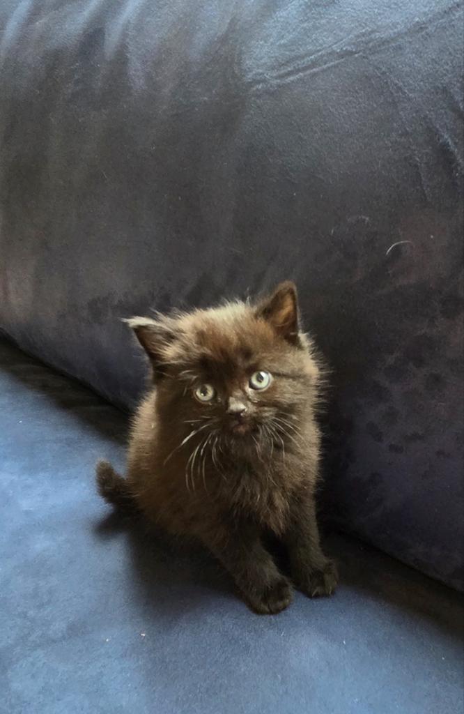 Britse korthaar, Dieren en Toebehoren, Katten en Kittens | Overige Katten, Meerdere dieren, 0 tot 2 jaar