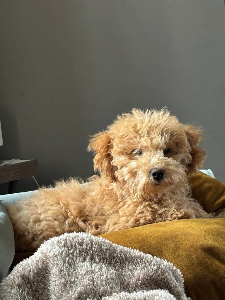 Toy poedel dekreu, Dieren en Toebehoren, België, Particulier, 15 weken tot 1 jaar, Reu