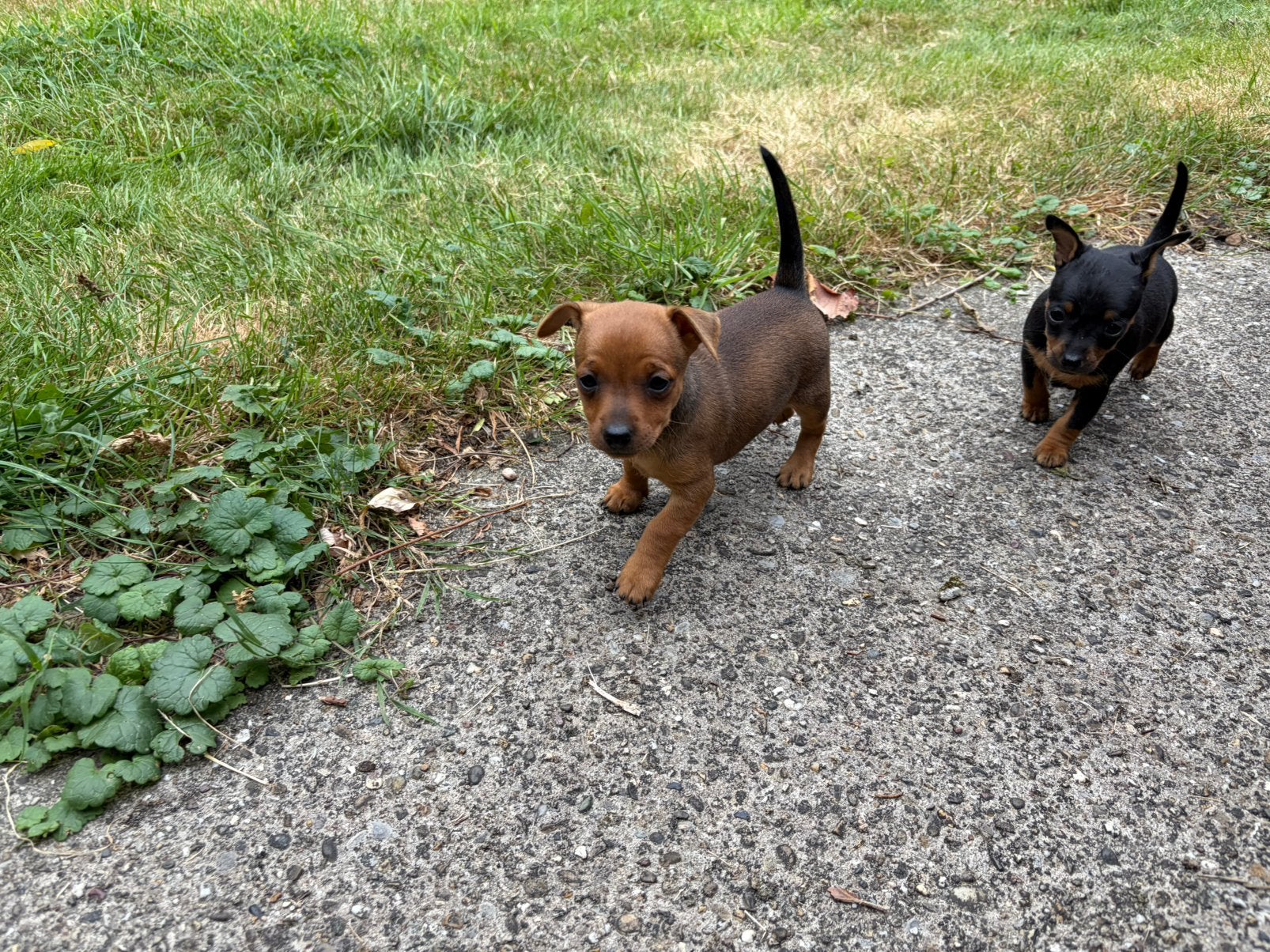 Mini dwergpincher/pinscher pups: nog 1 teefje, kleine hond, Overige rassen, 8 tot 15 weken, Meerdere, Meerdere dieren