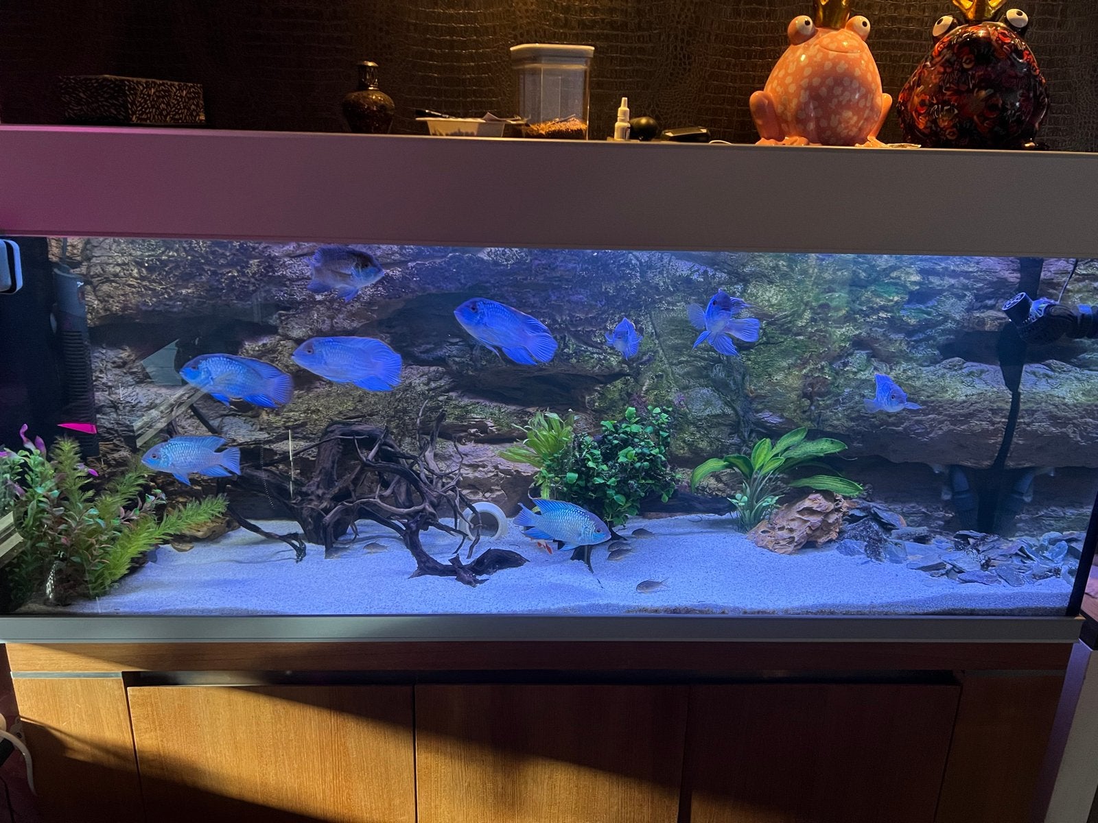 Aquarium 160 cm, Ophalen of Verzenden, Nieuw, Leeg aquarium