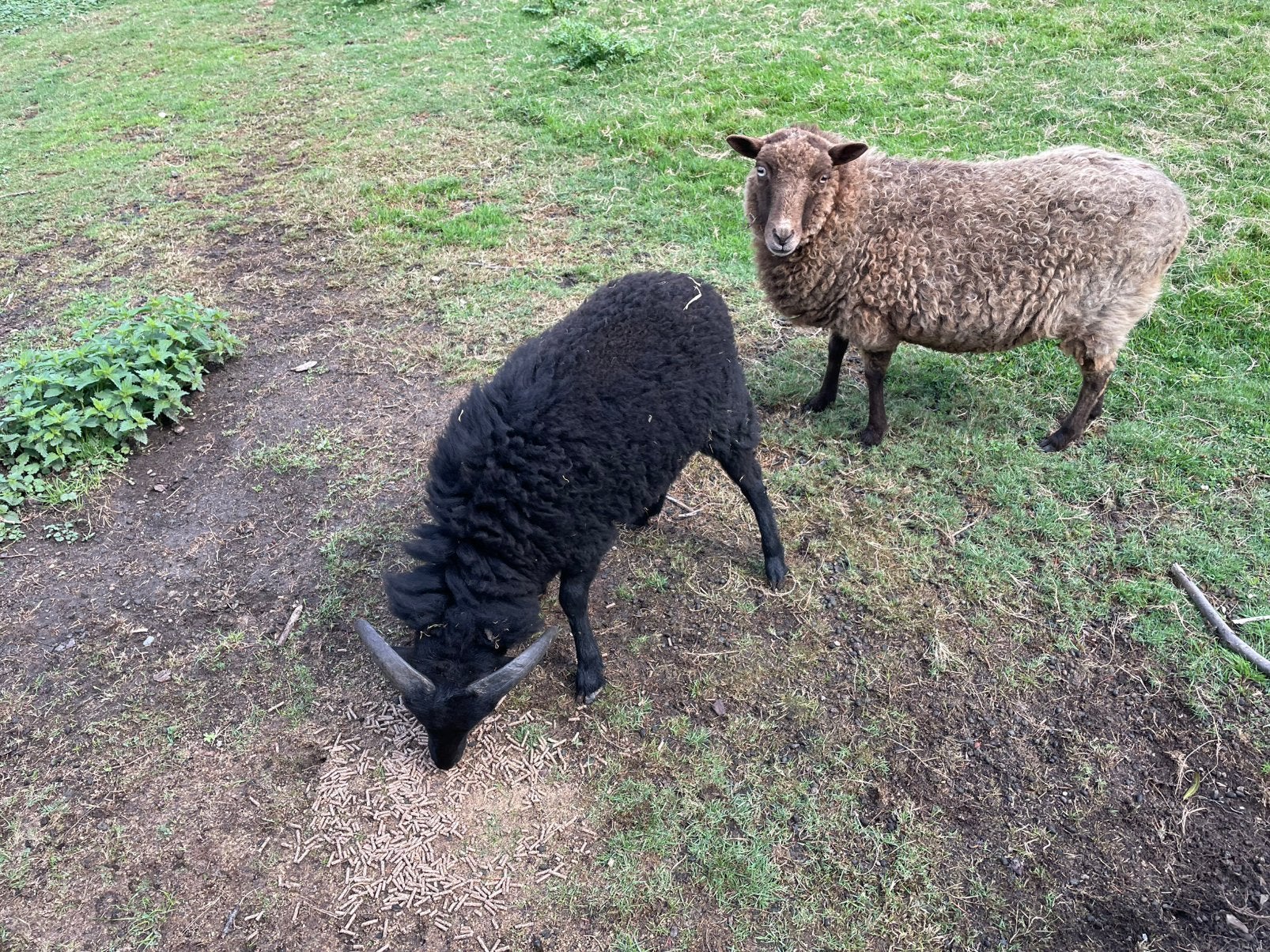 Ouessantschaap, Meerdere dieren, Schaap