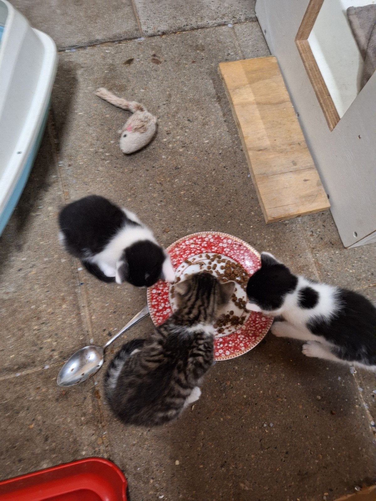 kittens, Dieren en Toebehoren