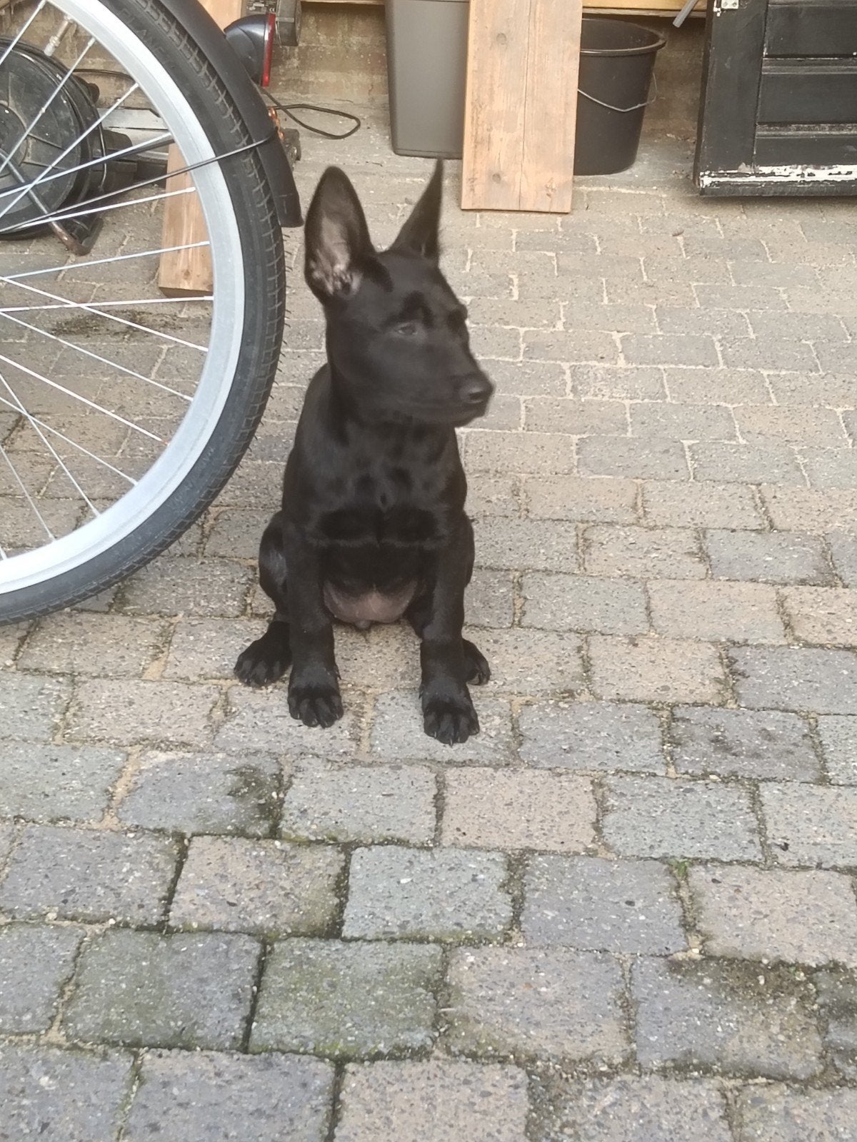 te koop Mechelse herder teefje, Dieren en Toebehoren, 8 tot 15 weken, Teef, Eén hond, CDV (hondenziekte)