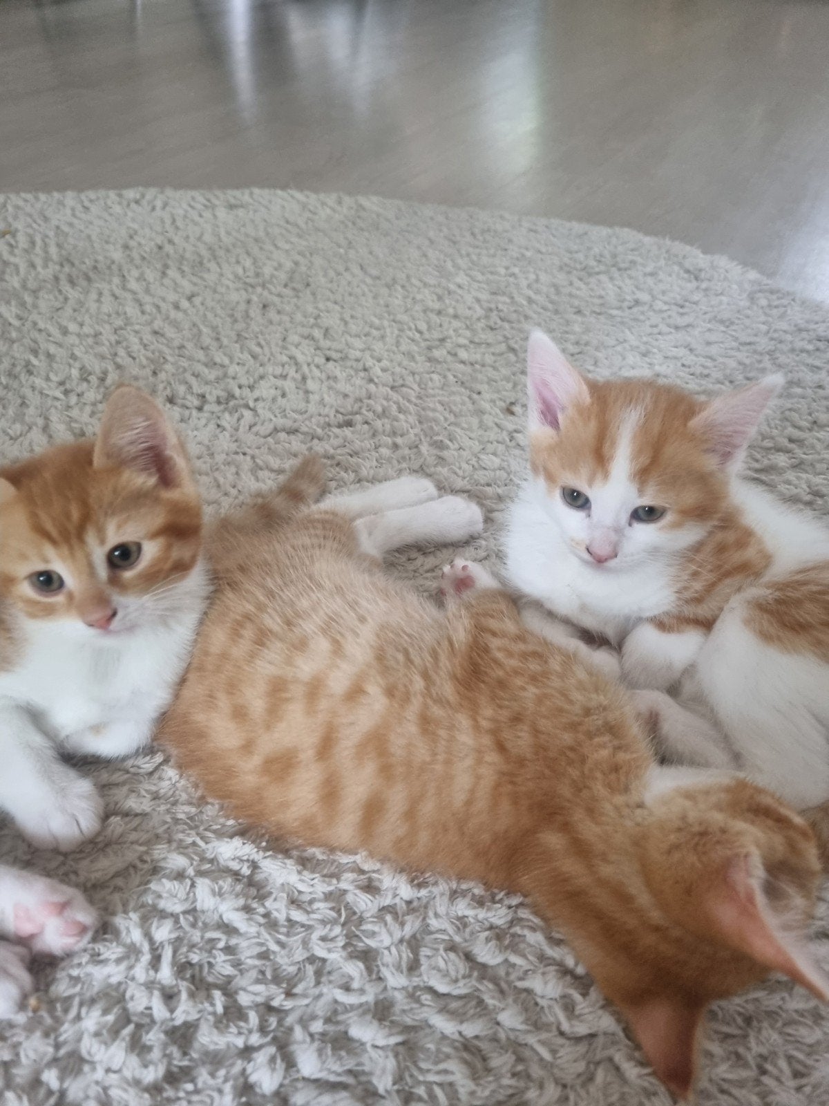 Kittens vam 27 april., Dieren en Toebehoren