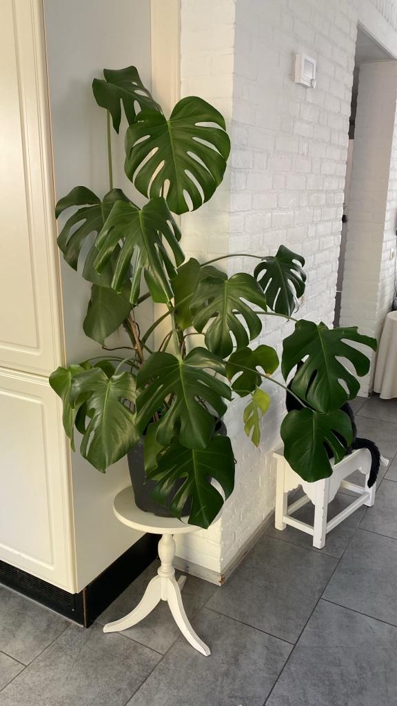 Monstera plant, Huis en Inrichting, Kamerplanten, Ophalen, 100 tot 150 cm, Halfschaduw, In pot