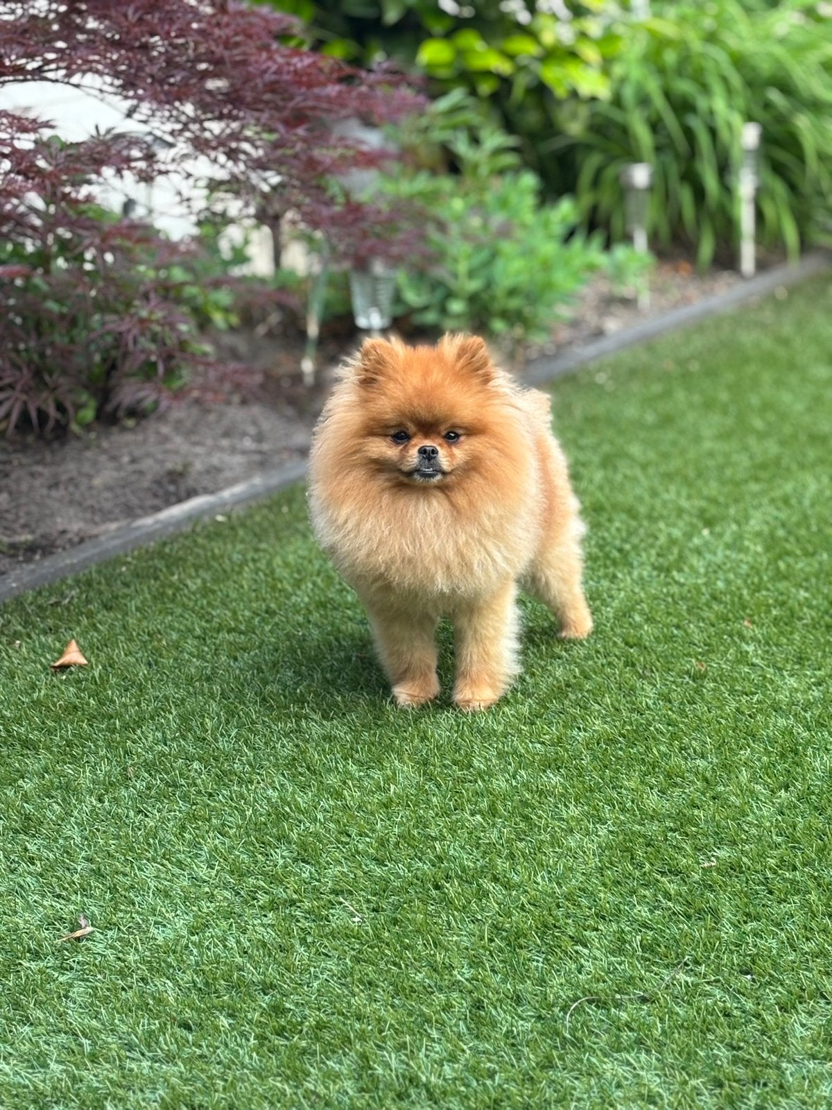 Dekreu pomeriaan, Parvo, Keeshond, Reu, Eén hond