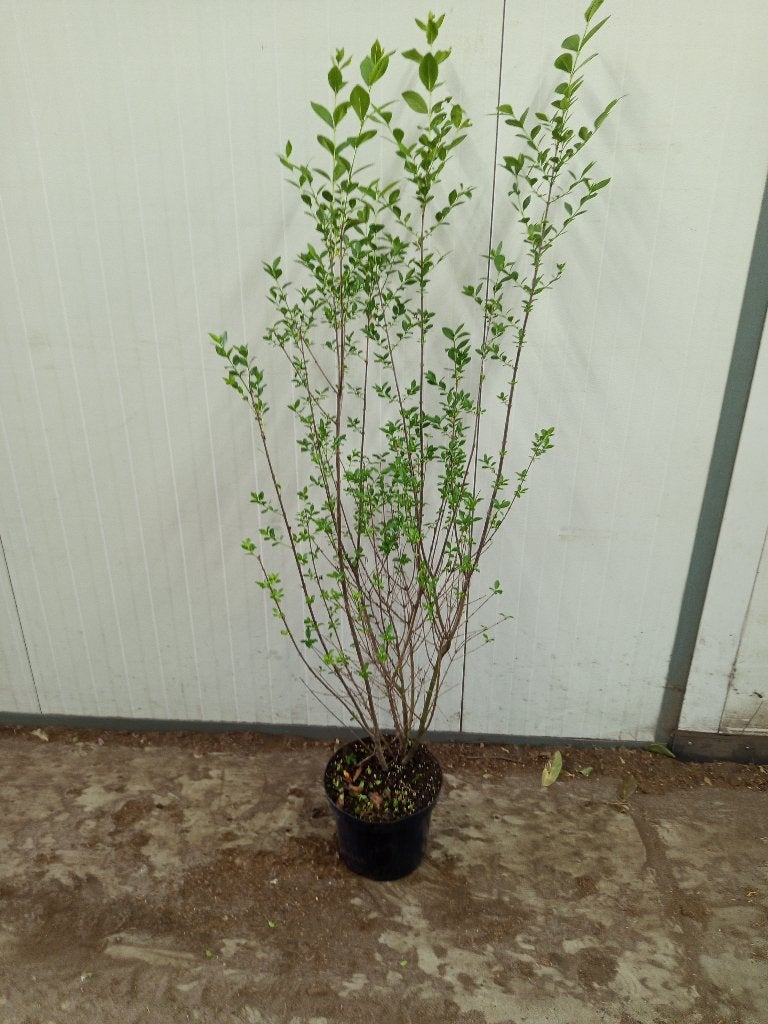liguster in pot, Tuin en Terras, Planten | Struiken en Hagen, Ophalen of Verzenden, Liguster, Minder dan 100 cm