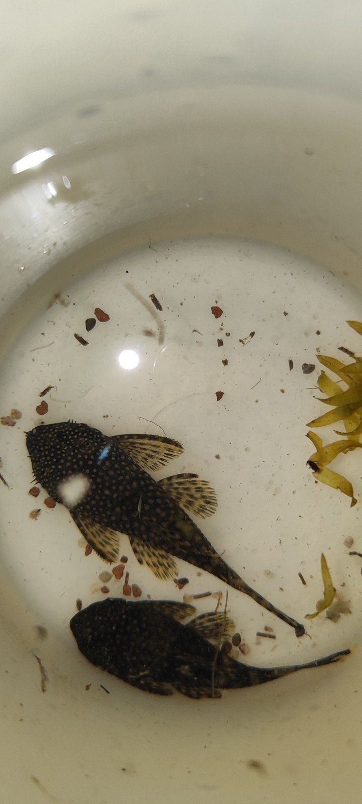 Borstelneus meervallen, Dieren en Toebehoren, Vissen | Aquariumvissen, Vis