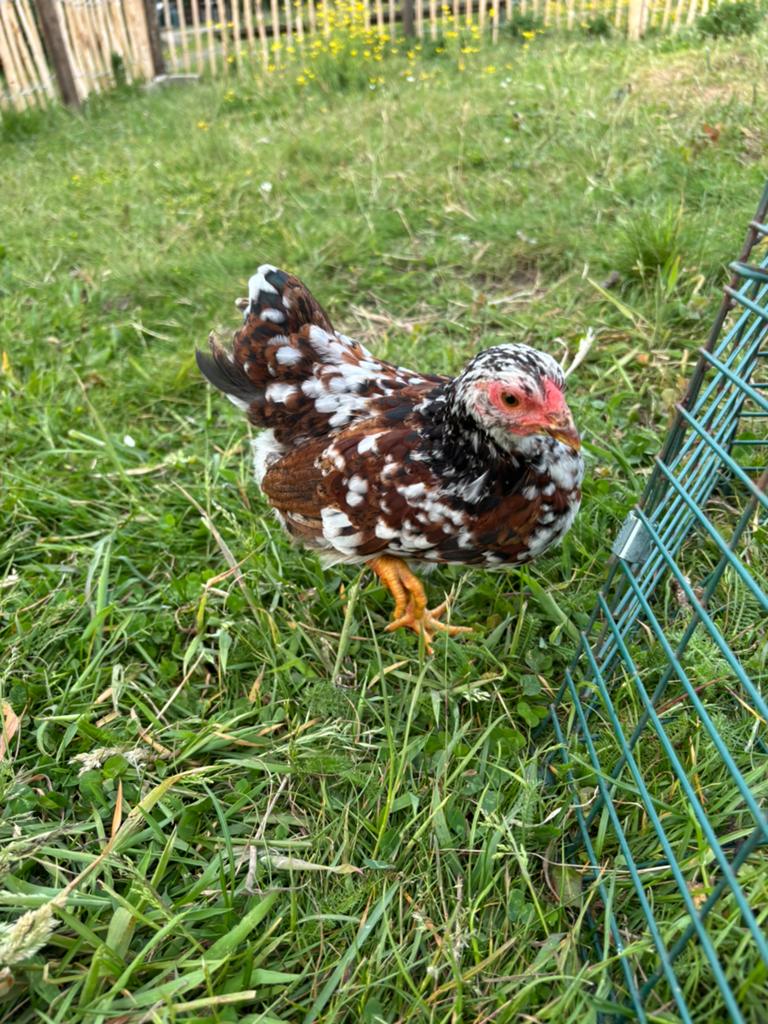Wyandotte Speckled Sussex haantje (van april), Mannelijk, Kip