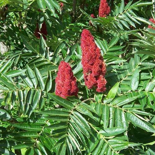 Fluweelboom | Azijnboom (Rhus typhina) | Opruiming! OP = OP, Tuin en Terras, Overige soorten, 100 tot 250 cm, Zomer, Ophalen