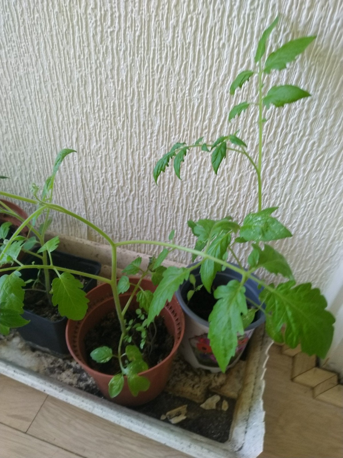 Tomaten plantjes, Ophalen, Eenjarig, Groenteplanten, Volle zon