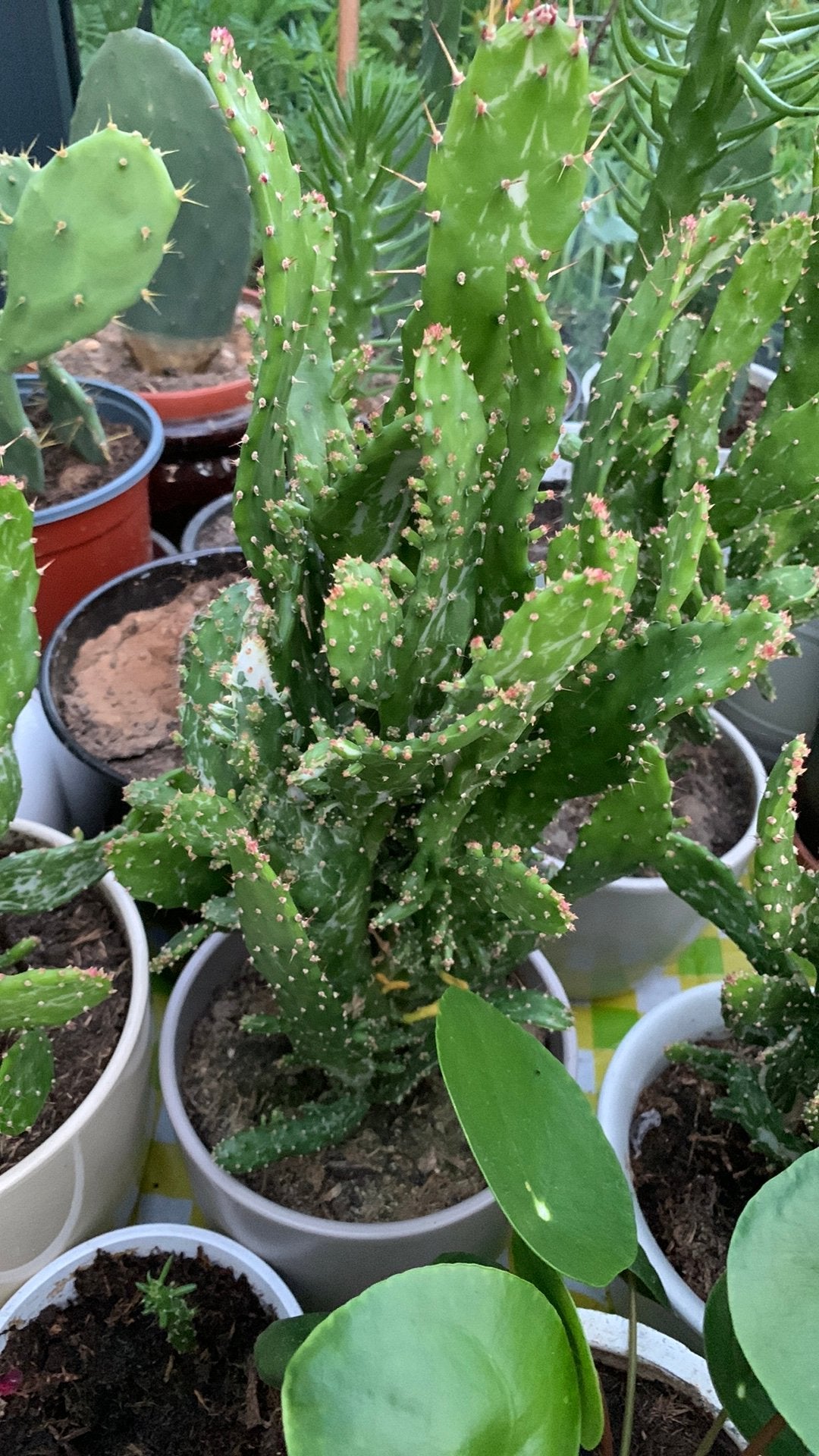 Cactus plant met pot €8, Ophalen, Cactus, Volle zon, Minder dan 100 cm