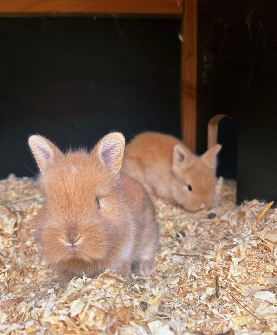 Baby konijntjes, Dieren en Toebehoren, Geslacht onbekend, Dwerg, 0 tot 2 jaar