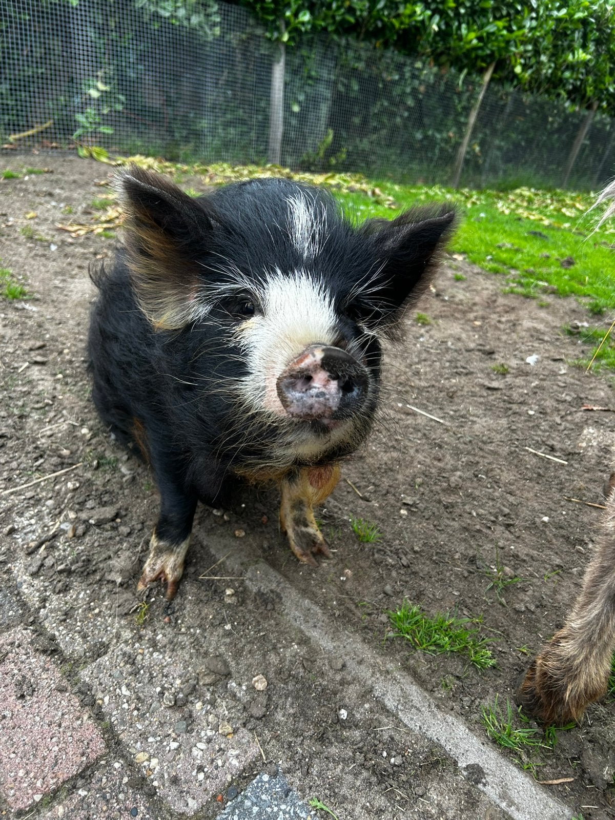 Kune kune zeugje, Dieren en Toebehoren, Vrouwelijk, Varken, 0 tot 2 jaar