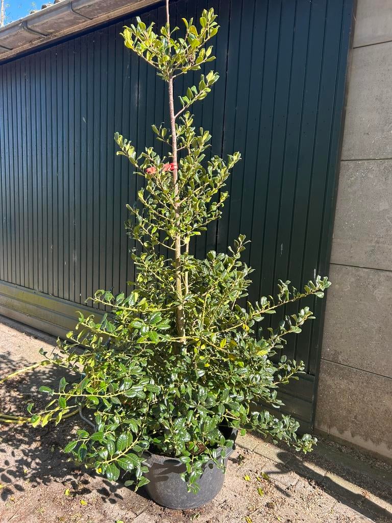 Hulst. Ilex aq jc v Tol 175/ + cm, Tuin en Terras, Planten | Bomen, Ophalen, Herfst, Halfschaduw, Overige soorten