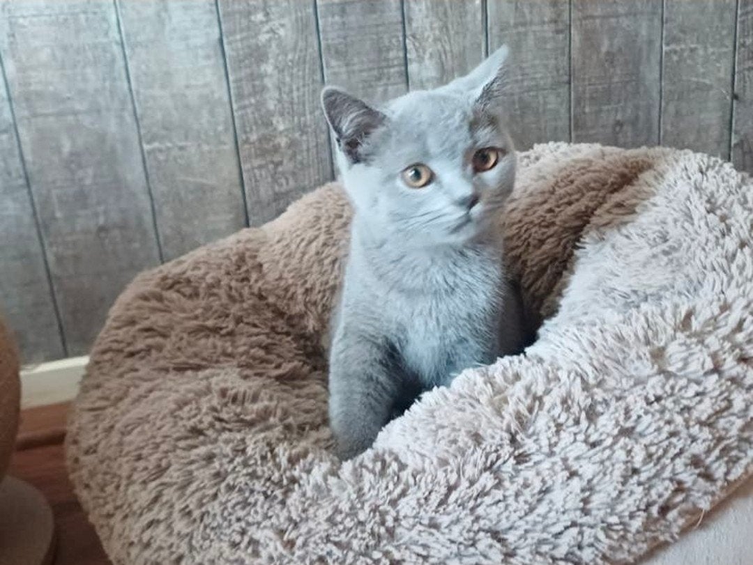Brits korthaar kittens, Meerdere dieren, Gechipt, 0 tot 2 jaar