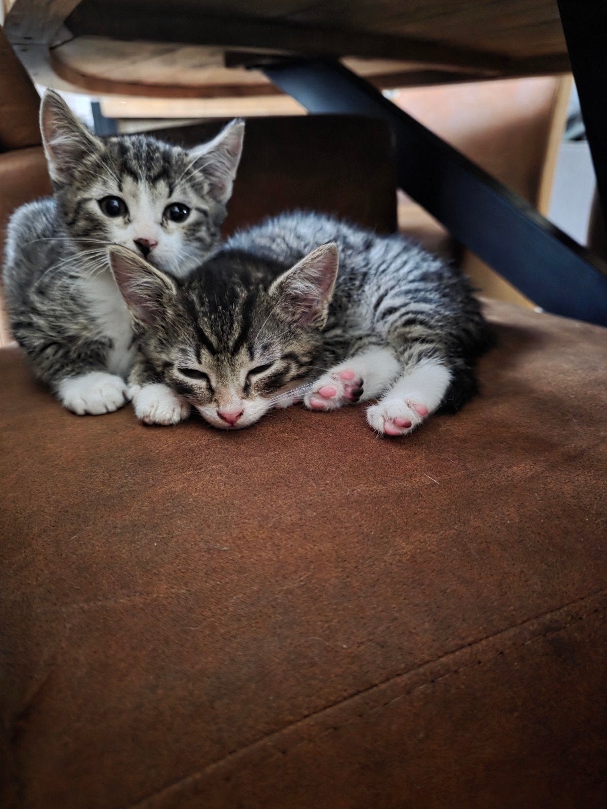 Lieve mannetjes kitten, Dieren en Toebehoren, Kater
