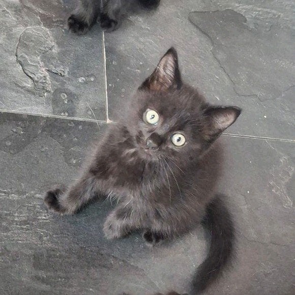 Mainecoon mix kitten, Meerdere dieren, Kortharig, 0 tot 2 jaar