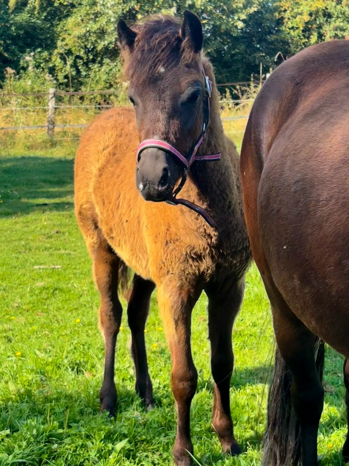 Kleine maat newforestmix merrie veulen, Merrie, Gechipt, 0 tot 2 jaar