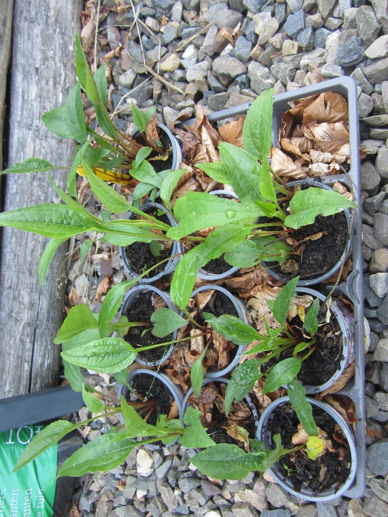 rudbeckia goldsturm te koop, Tuin en Terras, Volle zon, Vaste plant, Zomer, Ophalen