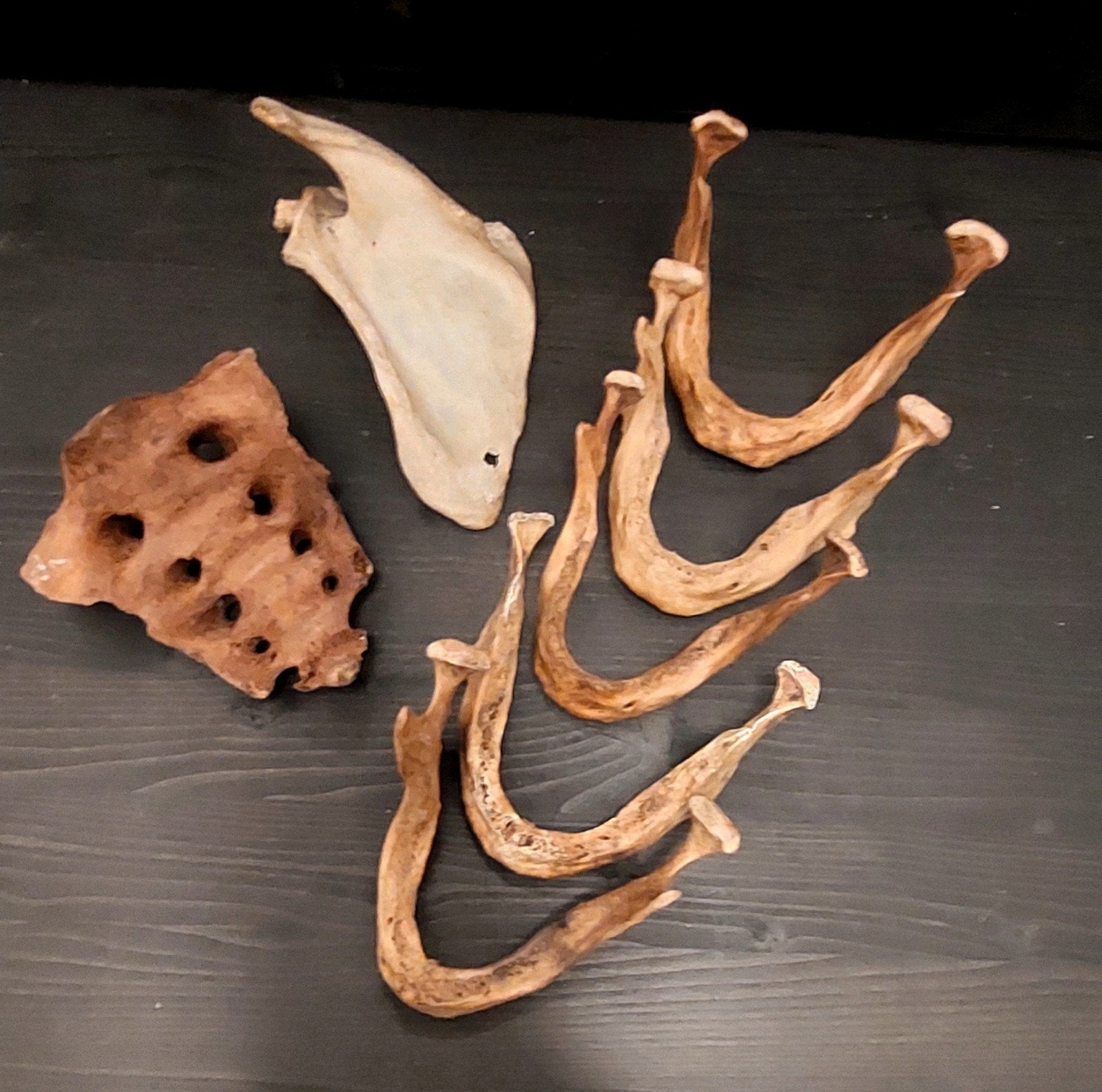 lot bot medisch en archeologisch geen schedel, Ophalen of Verzenden, Gebruikt