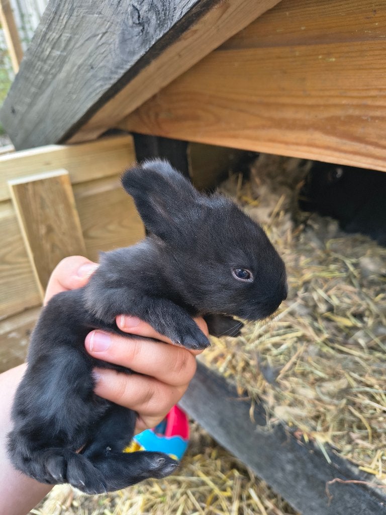 Baby konijntjes te koop, Dieren en Toebehoren, Meerdere dieren, Groot, 0 tot 2 jaar