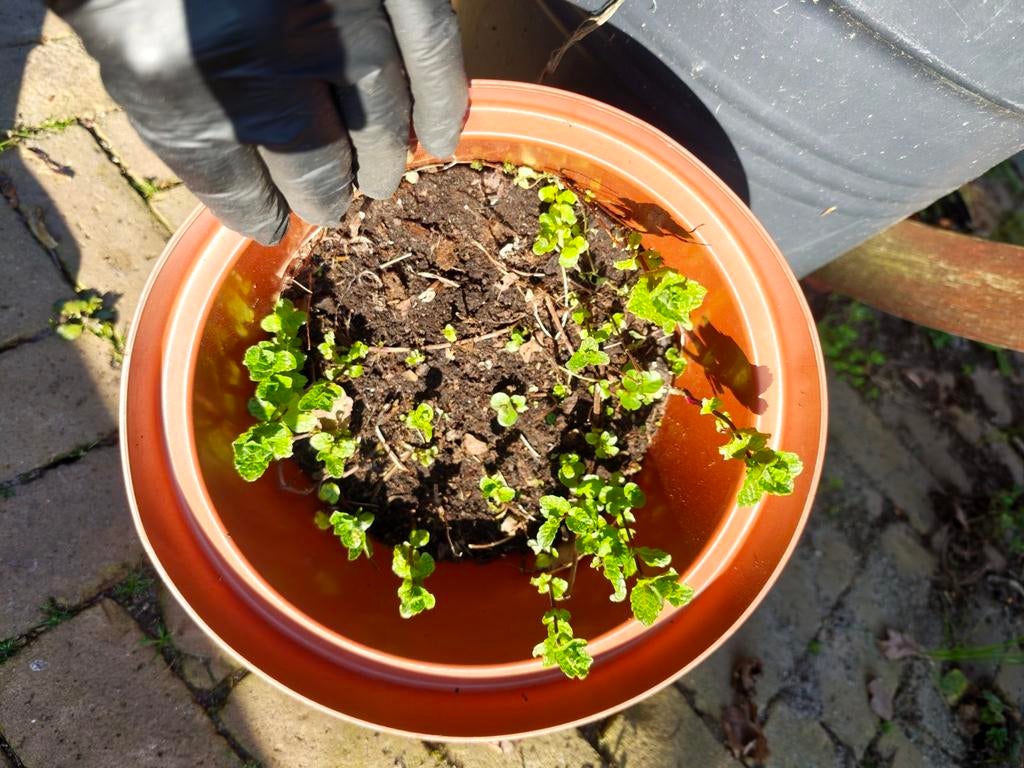 Grote pot Marokkaanse munt, Ophalen, Kruiden, Volle zon