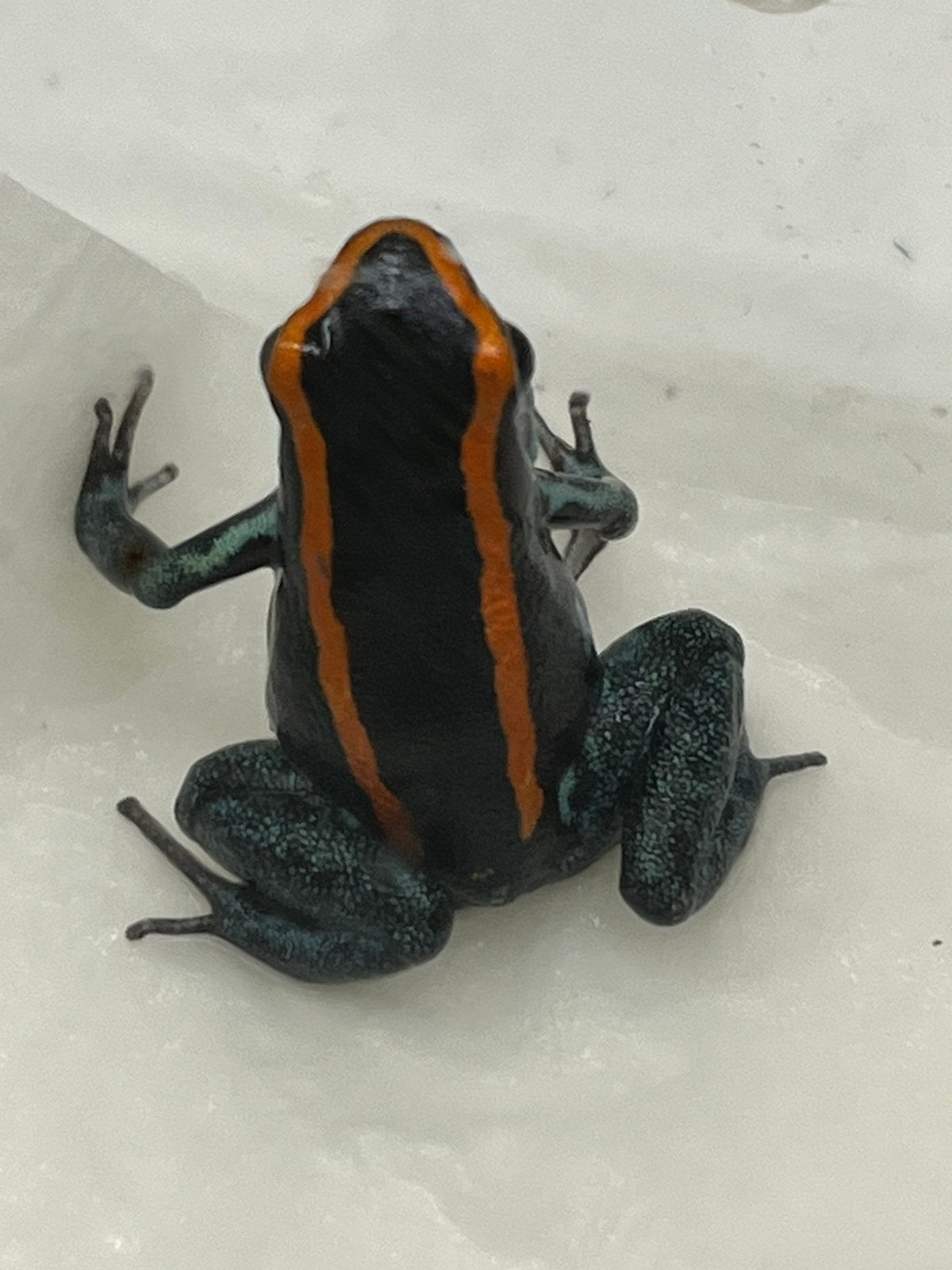 Gifkikkers phyllobatus vittatus., Amfibie, 0 tot 2 jaar