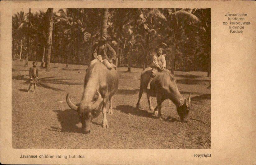 Nederlands - Indië - Buffalos - 1920, Verzenden, Voor 1920, Gelopen, Noord-Holland