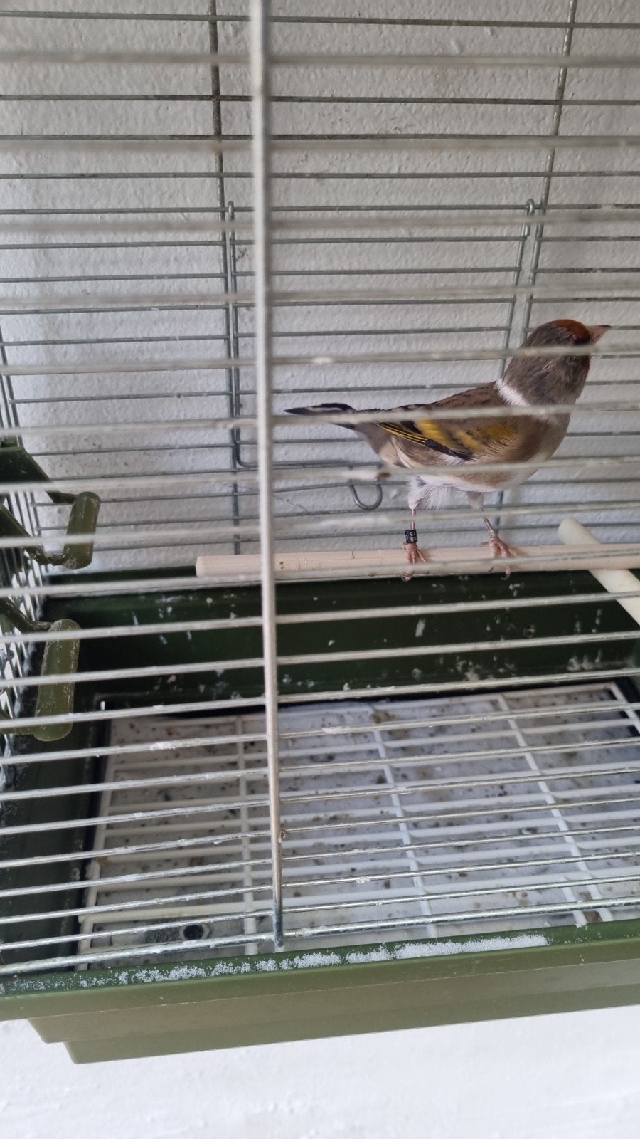 te koop mooie bastaard  parva putter/raza, Dieren en Toebehoren
