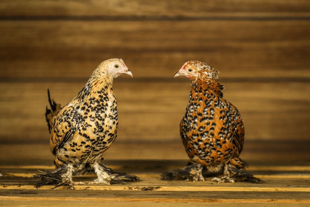 Sabelpoot krielkip | Jonge, kleine kippen | Deskundig advies, Meerdere dieren, Kip