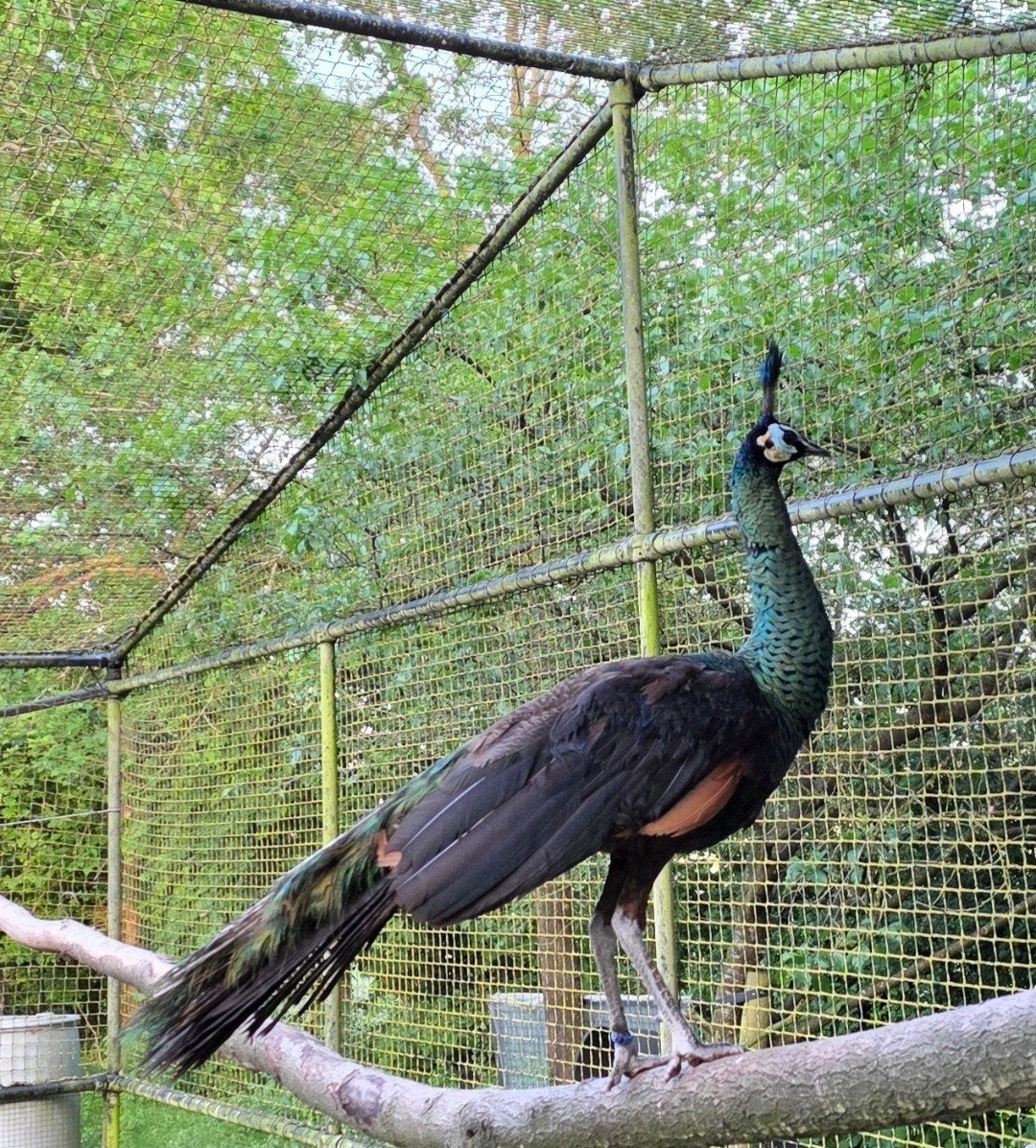 Koppel Spalding pauwen te koop., Meerdere dieren, Overige soorten