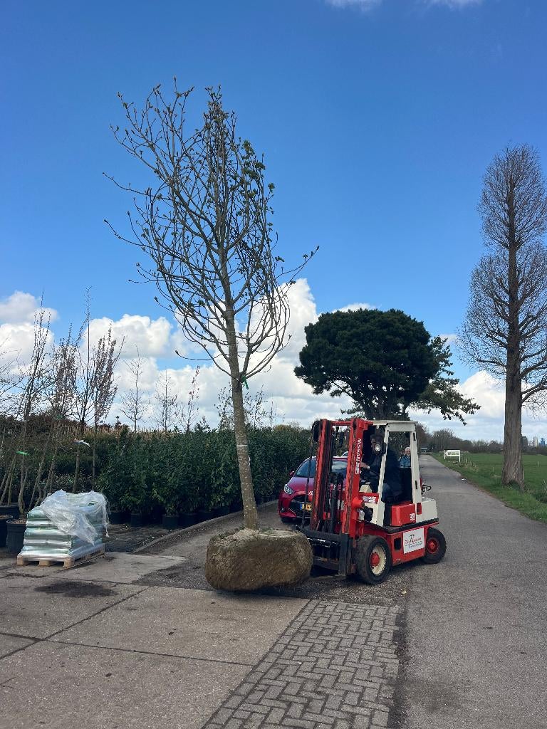 Rode Kastanje bomen, Aesculus carnea in diverse maten, Volle zon, Lente, 250 tot 400 cm, Overige soorten