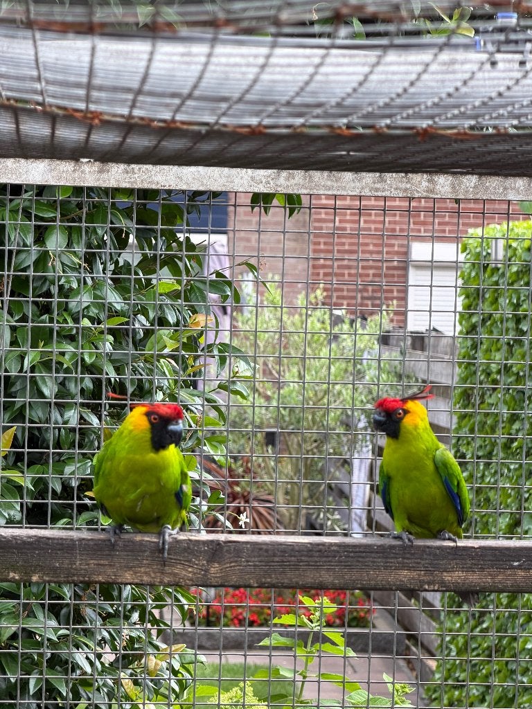 Hoornparkiet, Meerdere dieren, Parkiet, Geringd