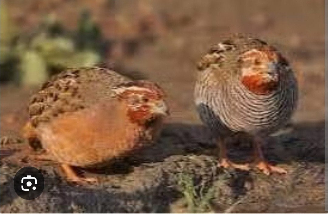 Te koop: Junglebush kwartels, Dieren en Toebehoren, Vogels | Overige Vogels, Meerdere dieren