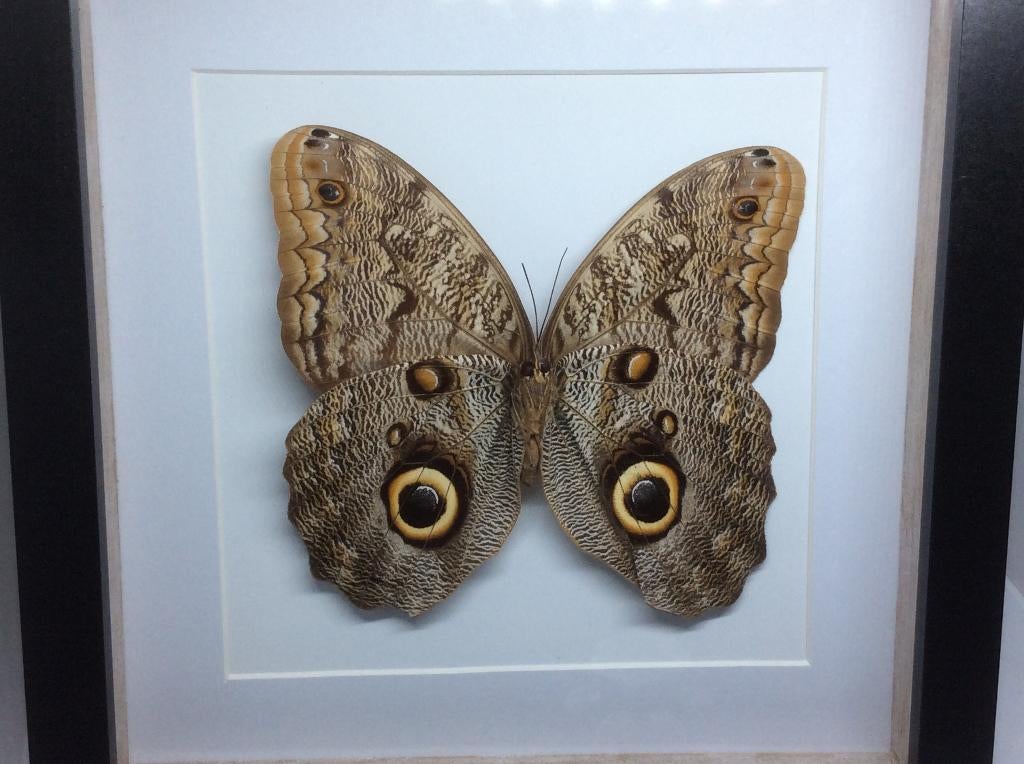vlinder Caligo Brasiliensis, Ophalen of Verzenden, Nieuw, Insect, Opgezet dier