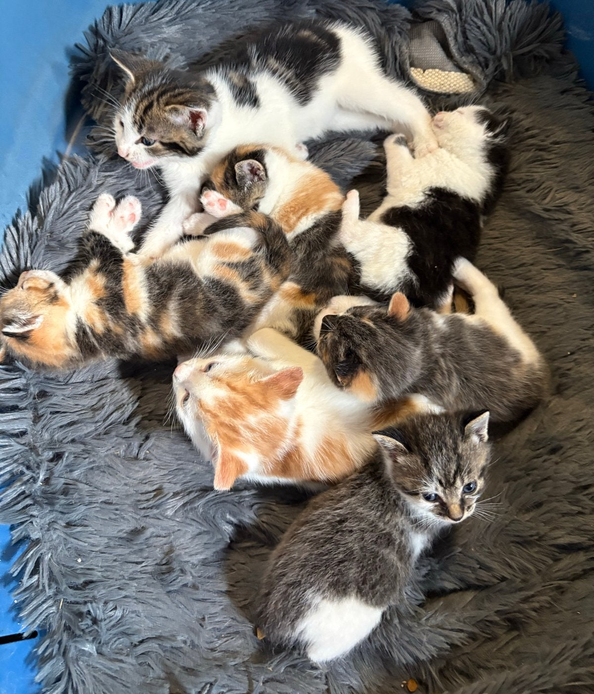 Boerderij kittens, Kater, Kortharig, 0 tot 2 jaar