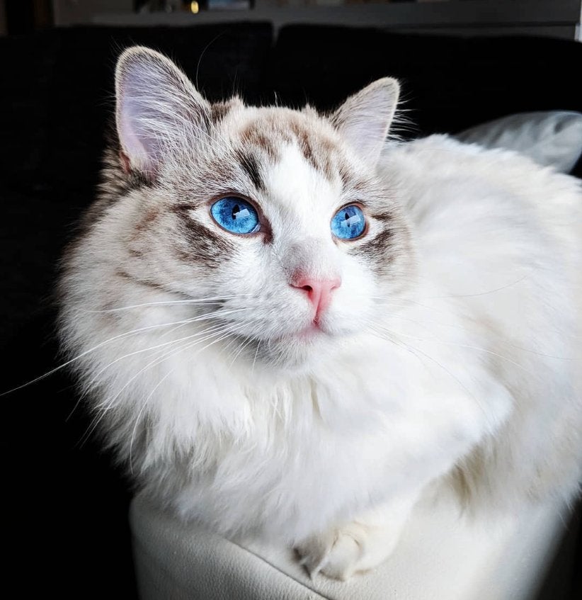 Ragdoll Looking for a new Home, Dieren en Toebehoren, Kater, Gechipt, 6 jaar of ouder