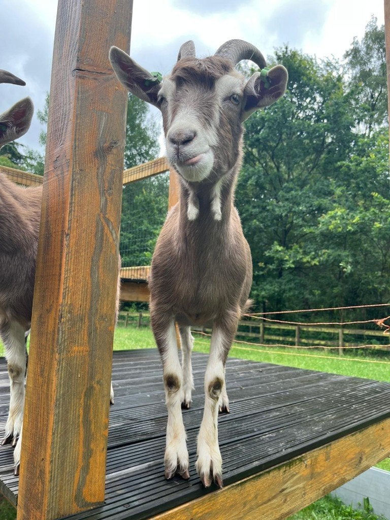 toggenburger geiten, Dieren en Toebehoren, Schapen, Geiten en Varkens, Vrouwelijk, Geit, 0 tot 2 jaar