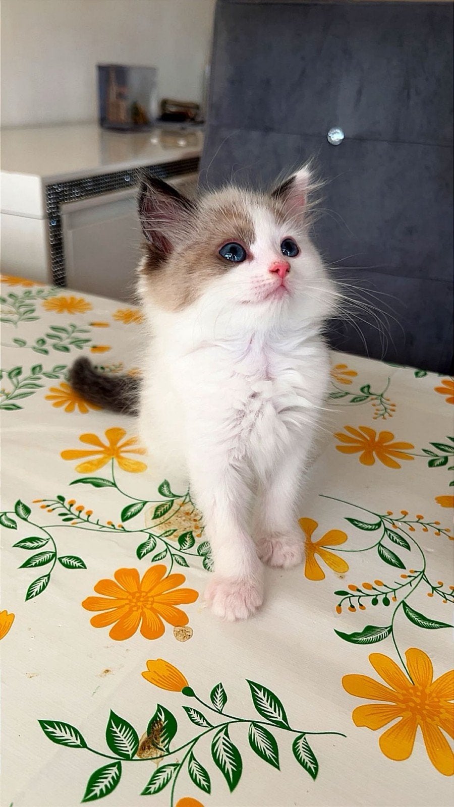 Ragdoll kittens te koop, Dieren en Toebehoren, Meerdere dieren, Ontwormd, 0 tot 2 jaar