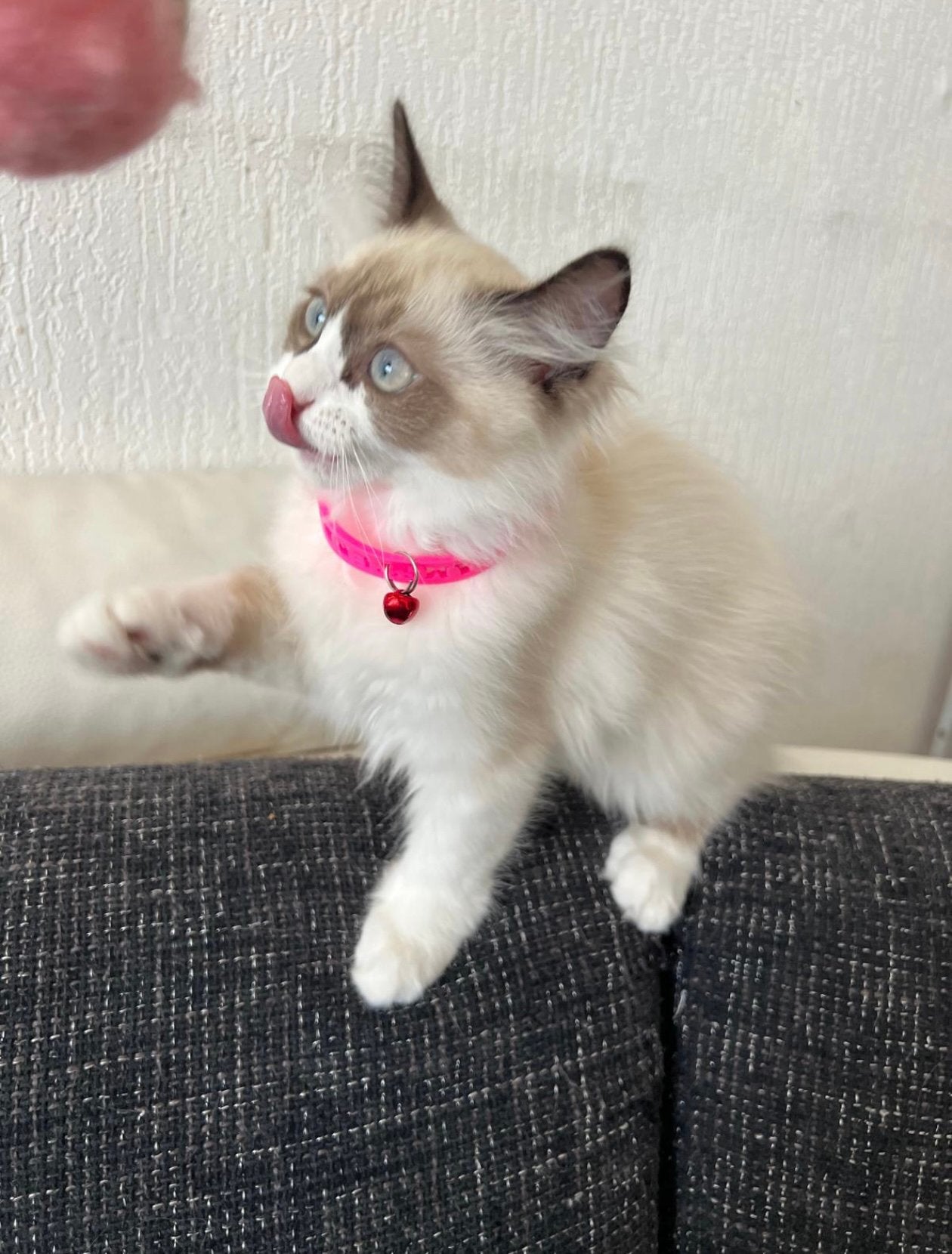 Ragdoll kitten, Dieren en Toebehoren