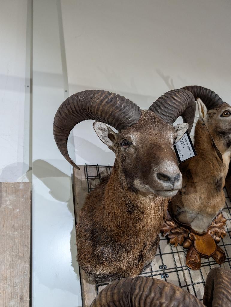 opgezet moeflon winkel borst preparaat hert taxidermie, Verzamelen, Dierenverzamelingen, Ophalen, Hert, Opgezet dier