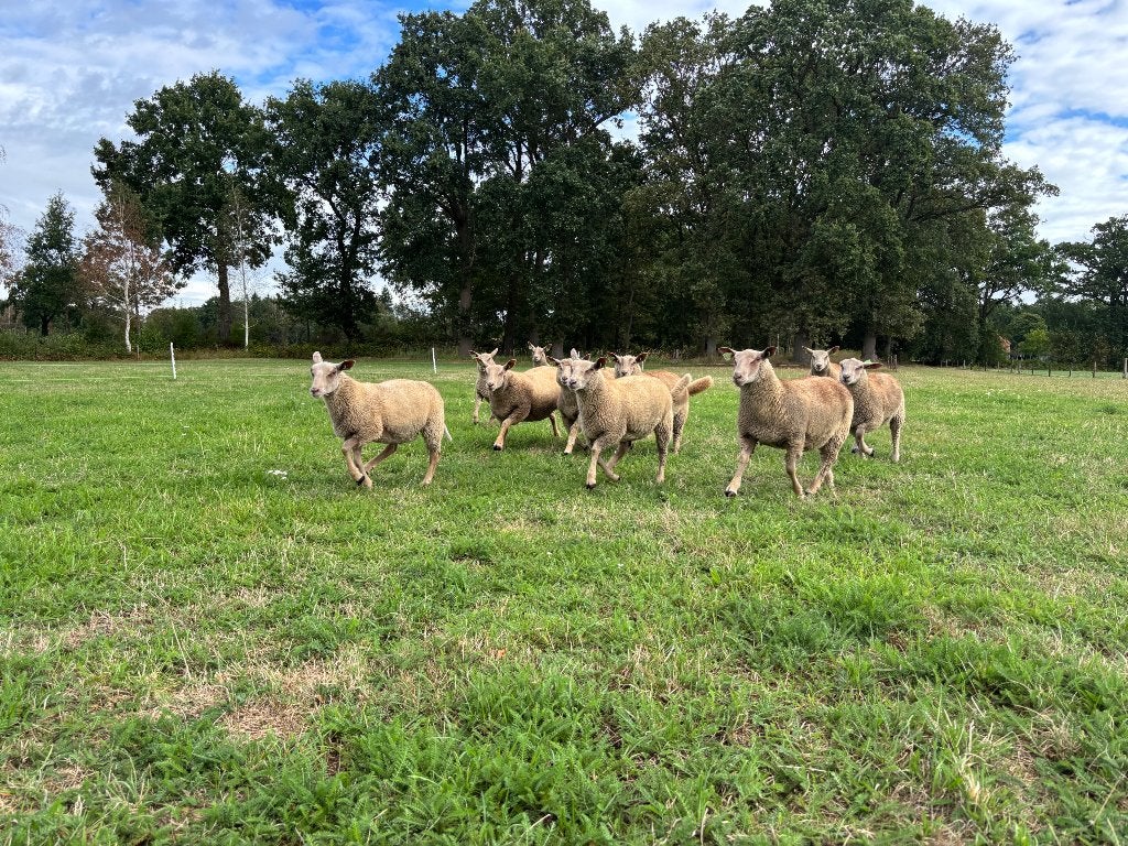 Fokschapen Charollais, Meerdere dieren, Schaap, 0 tot 2 jaar