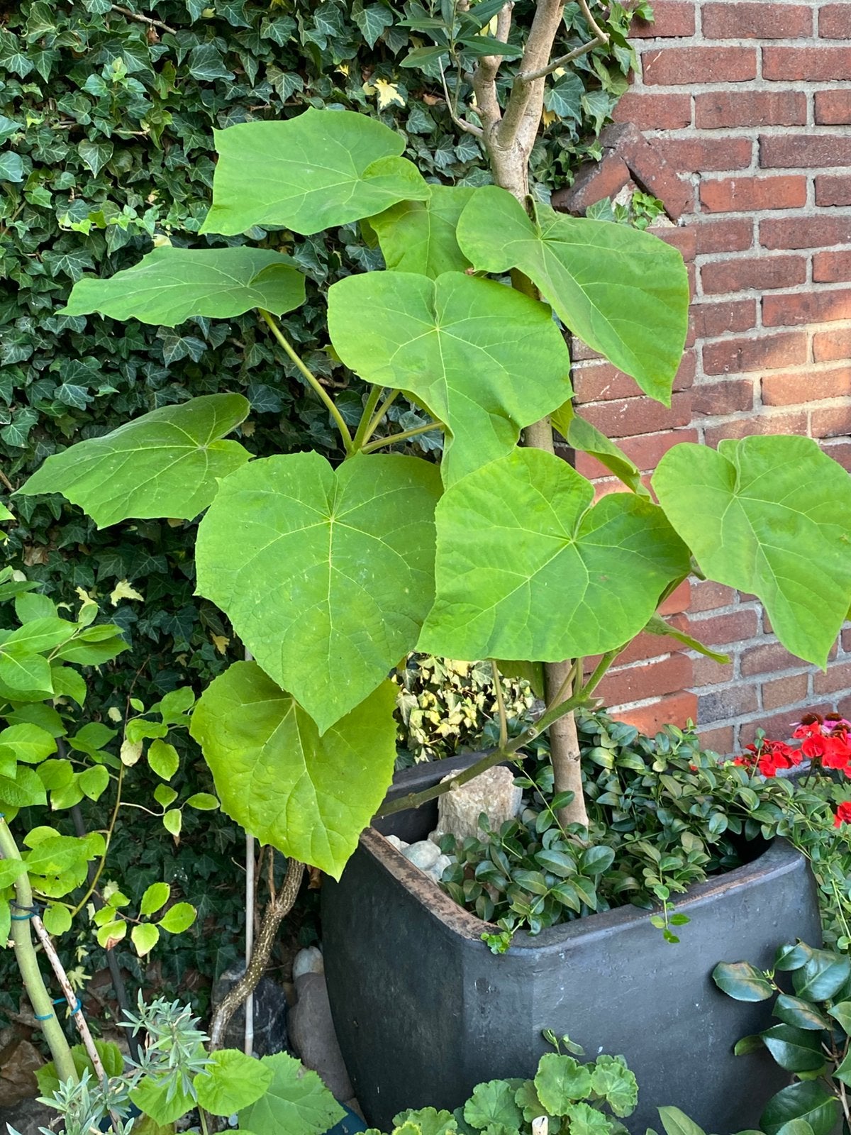 Te koop anna paulowna boom / keizersboom, Ophalen, Volle zon, Overige soorten