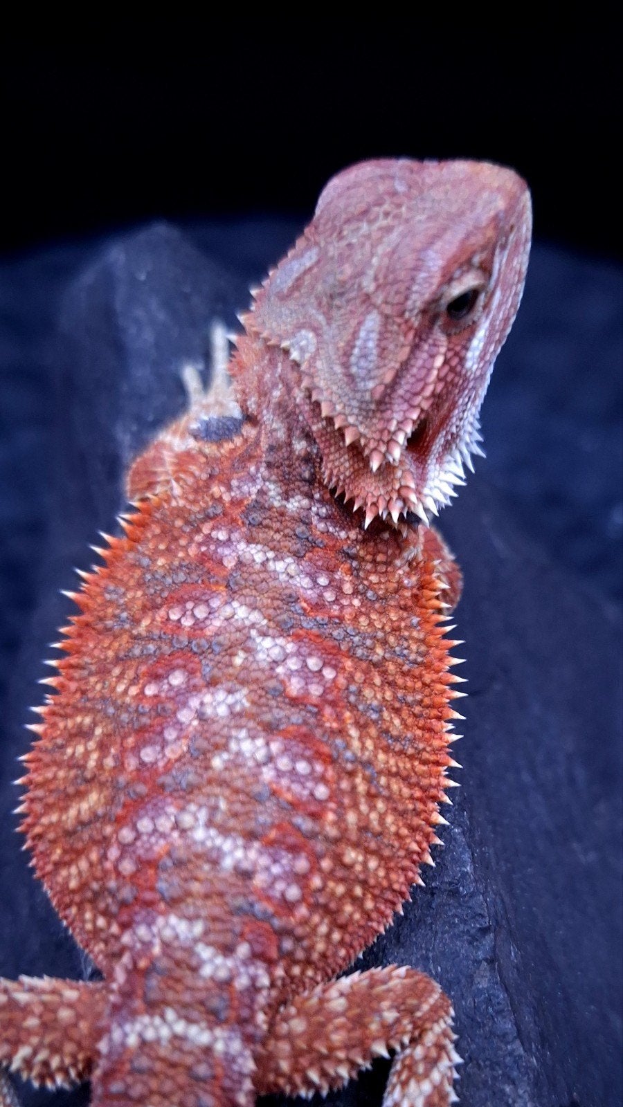 Baardagaam Purple/Red Hypo poss double het. vrouw, Dieren en Toebehoren, Hagedis, 0 tot 2 jaar