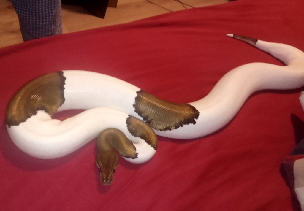 Koningspython inclusief verblijf Ball Python - unknown for sale from Julian