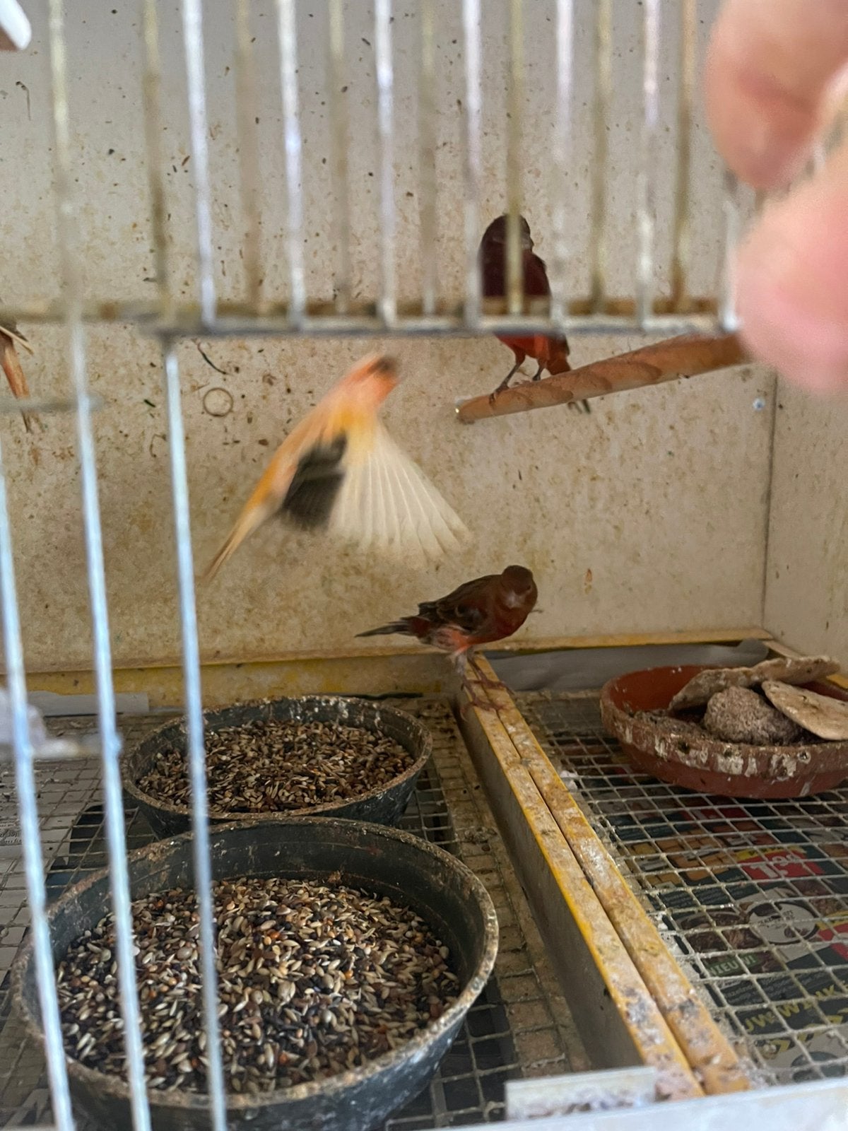 Kleuren kanaries manen en poppen te koop, Dieren en Toebehoren, Meerdere dieren, Kleurkanarie